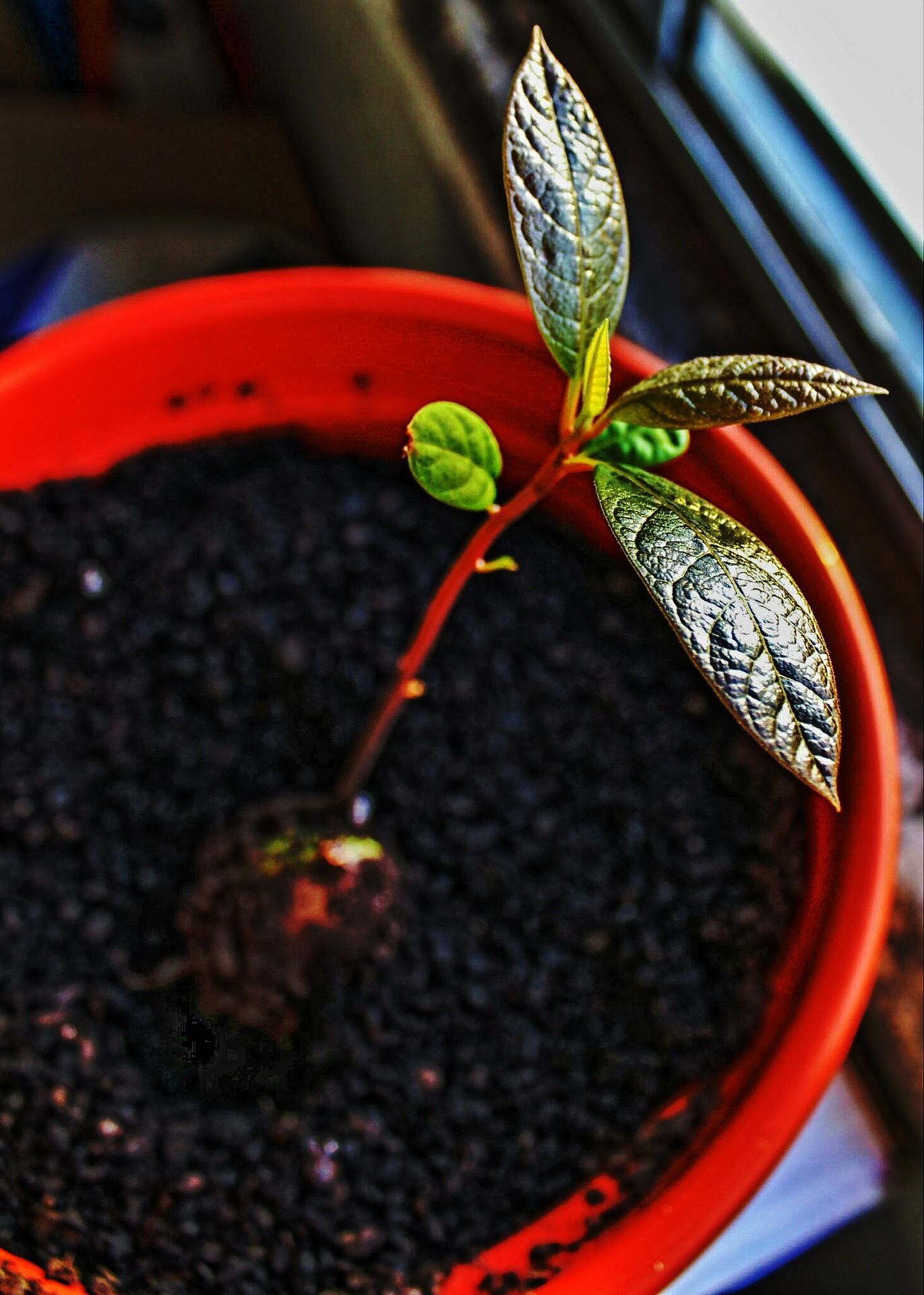 Planta del aguacate fotos | Cómo plantar un aguacate en una maceta y tener  tu propia cosecha en casa