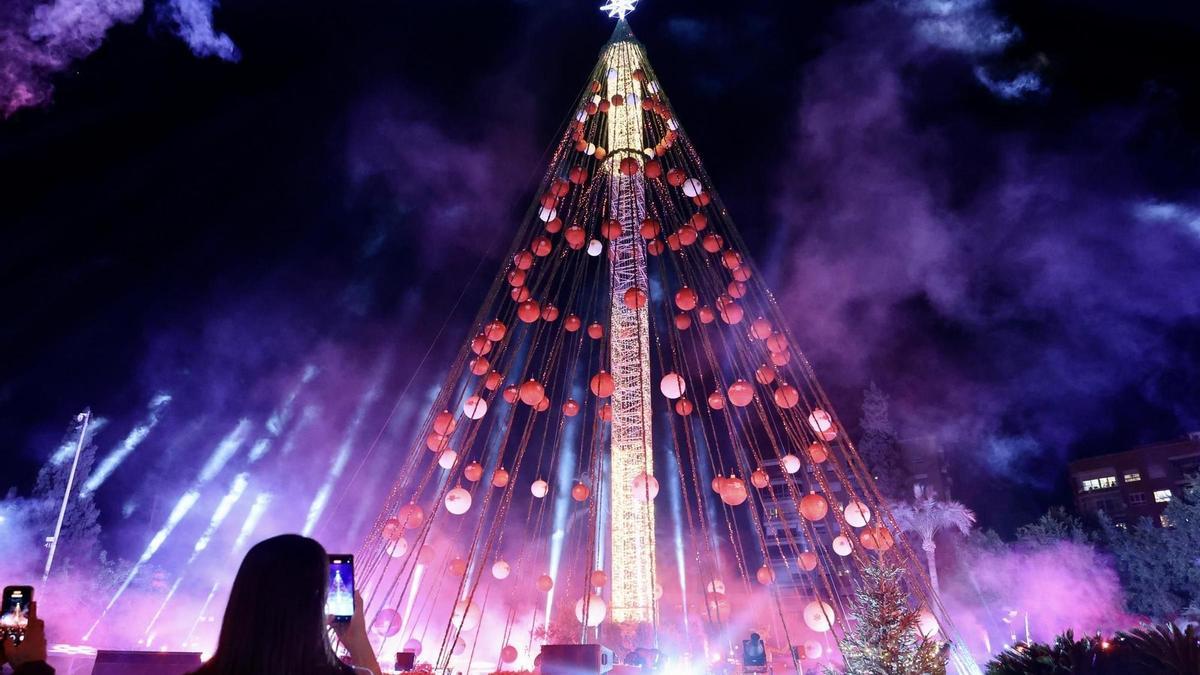 El Gran Árbol de Murcia, en 2024.
