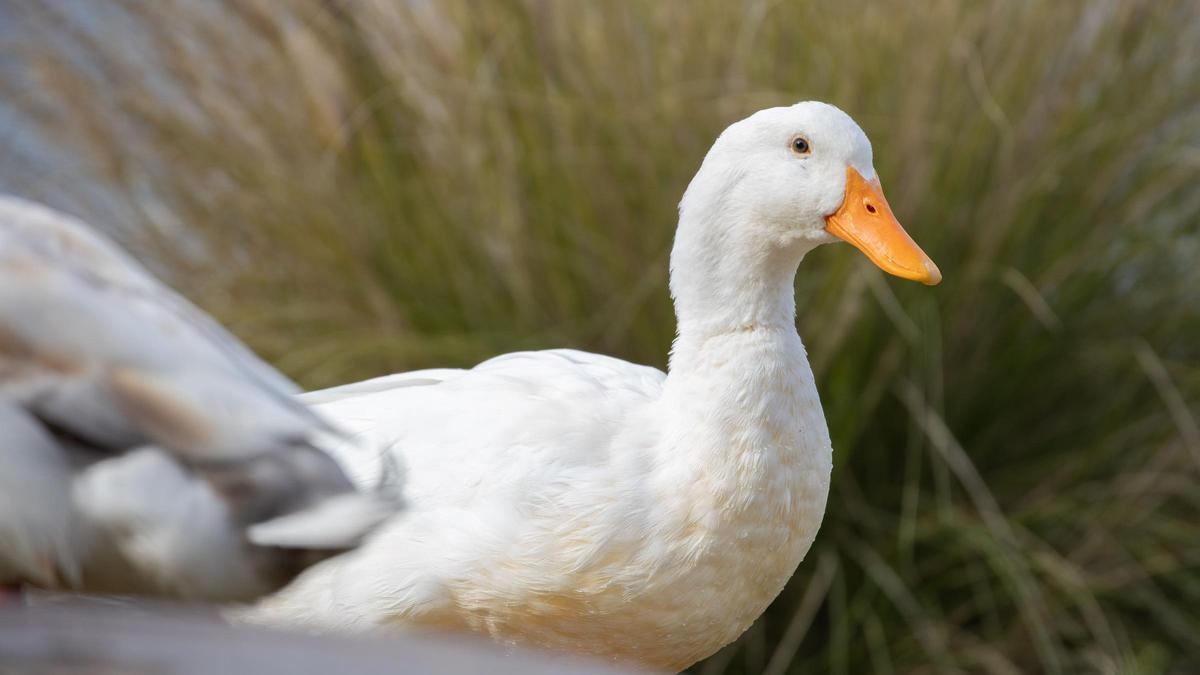 Imagen de archivo de una oca.