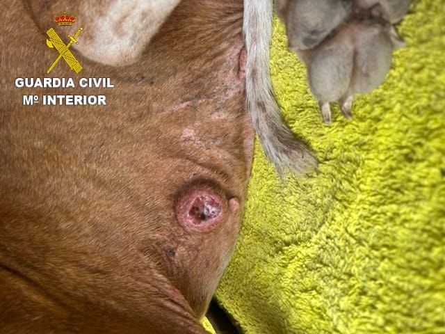 La Guardia Civil requisa dos perros en pésimo estado de salud en Fuerteventura