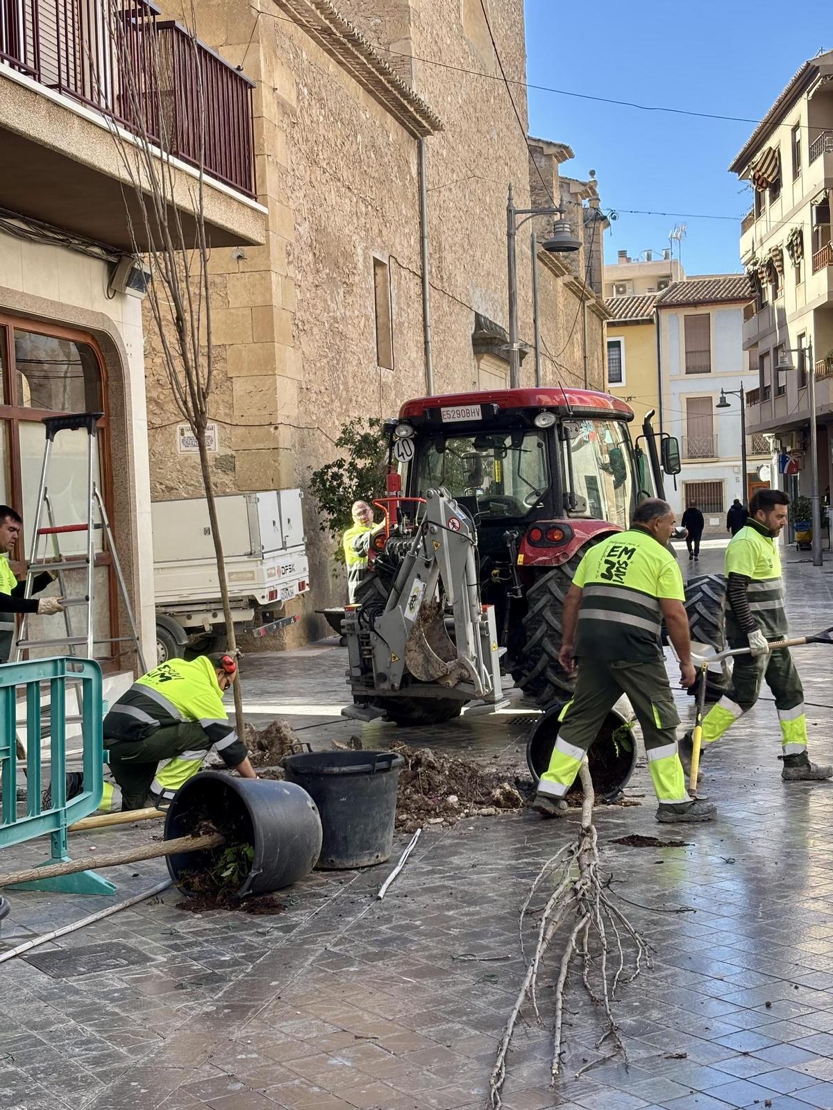 Trabajos de plantación de nuevos árboles