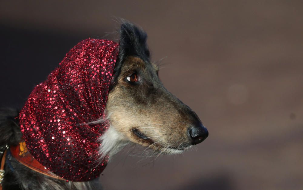 Crufts 2019: L'exhibició de gossos més gran del món