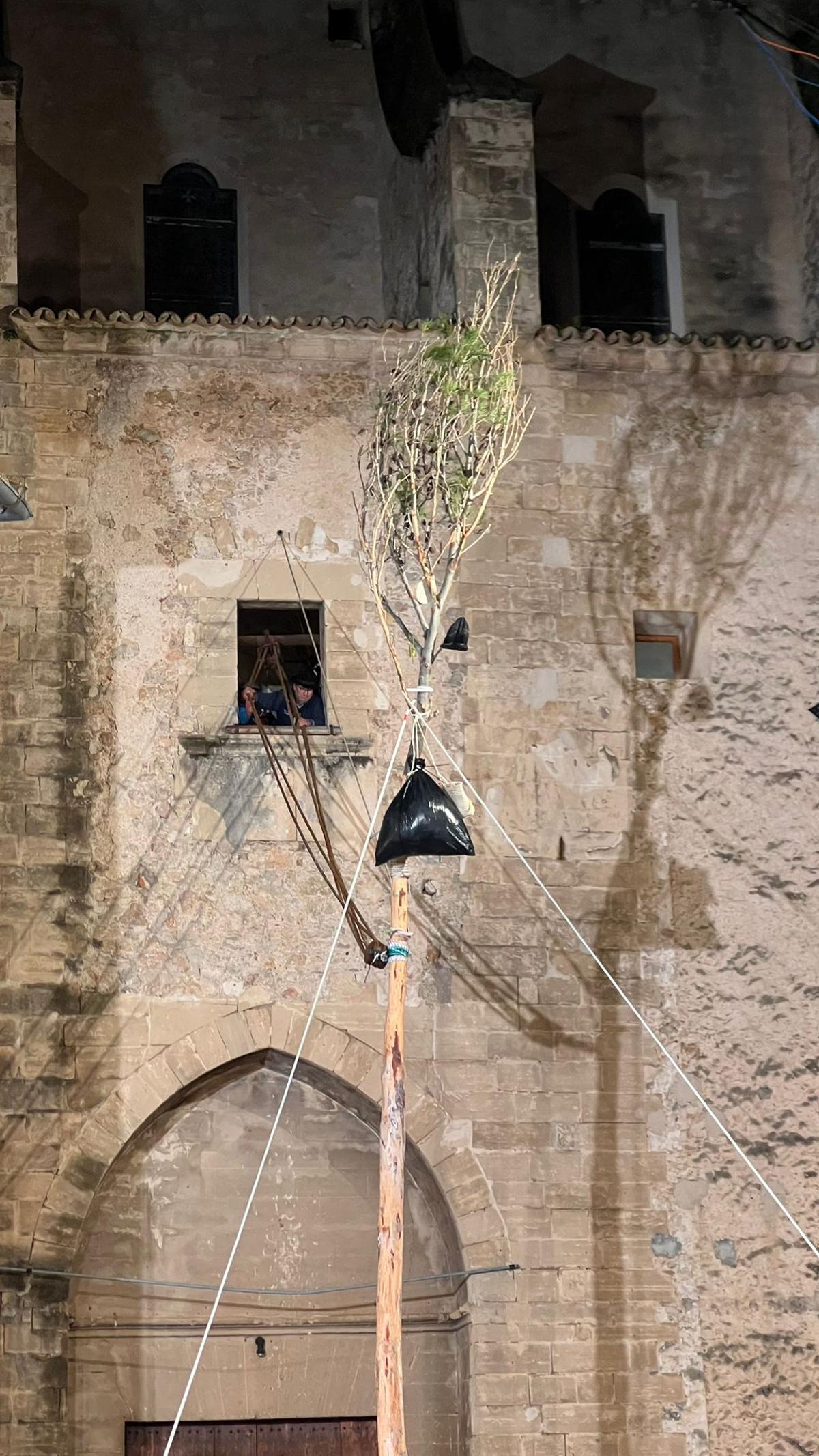 FOTOS | Pi de Sant Antoni de Pollença