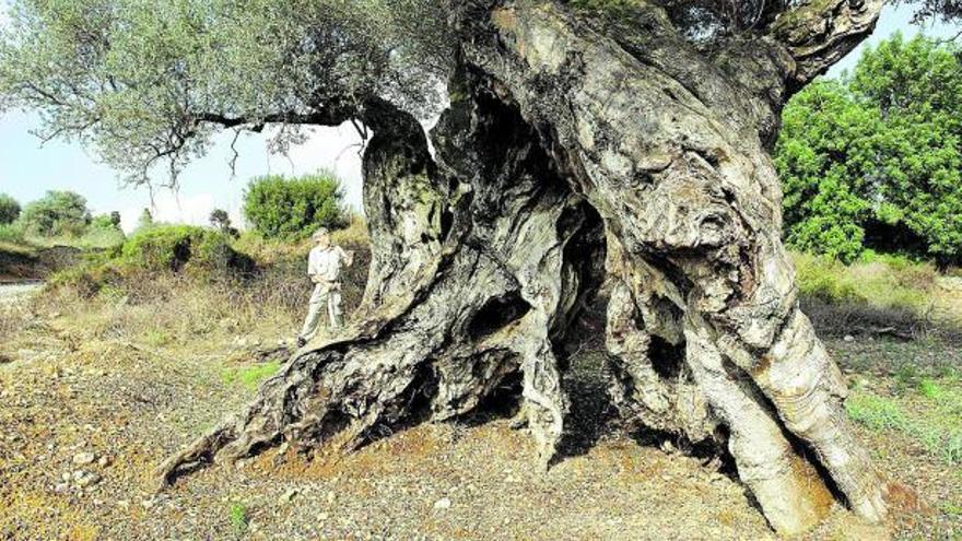 Olivos milenarios en Canet lo Roig: Testigos de la historia