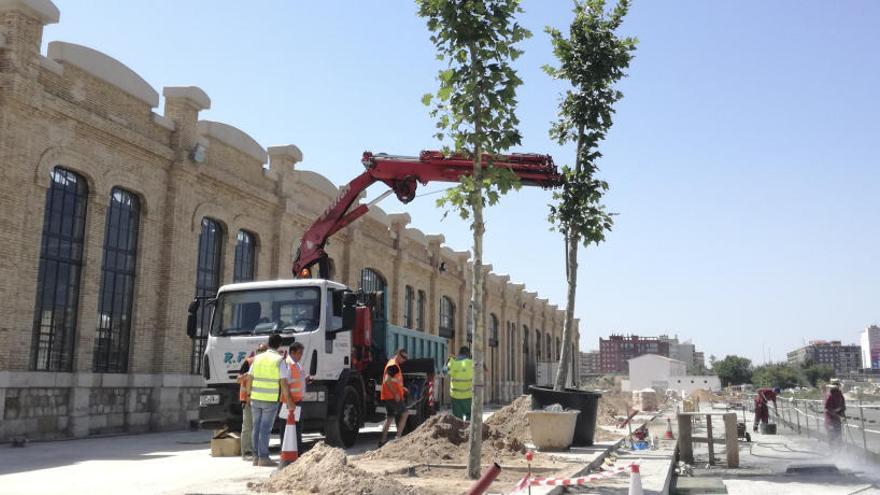 Tres mil nuevos árboles para la ciudad