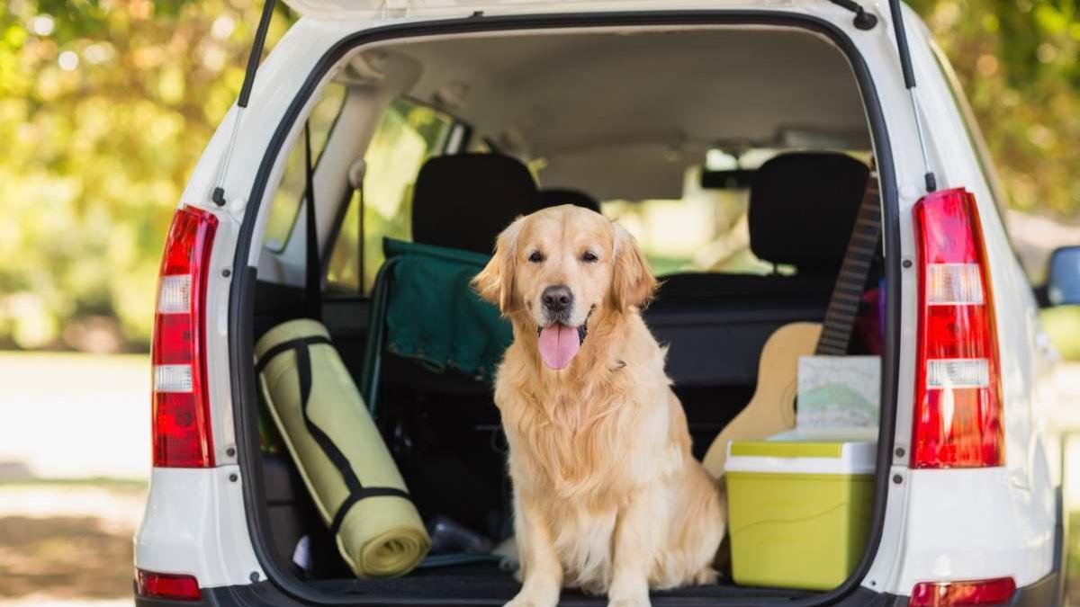 ¿Viajas con tu mascota? Lleva todas sus pertenencias es esta práctica y completa bolsa organizadora