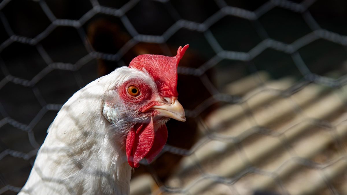 Una gallina en una granja de el Berrueco, Madrid.