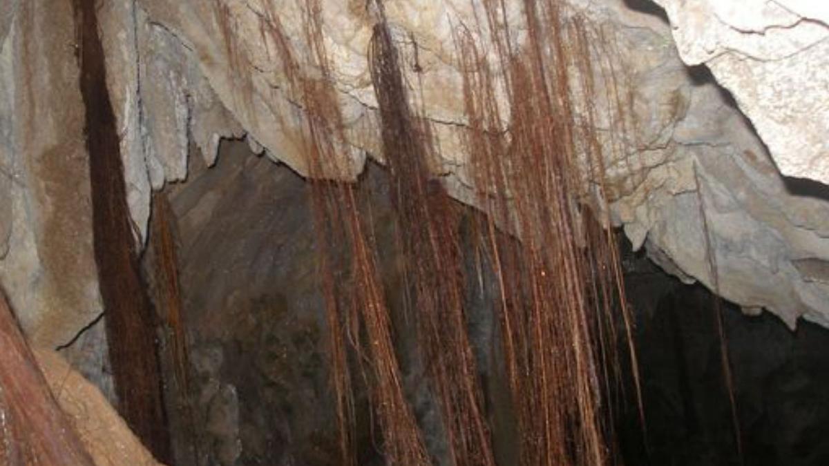 Parte de las raíces que entran en la cueva. 
