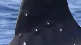 La orca Toñi aparece en el Estrecho con heridas compatibles con un disparo de escopeta