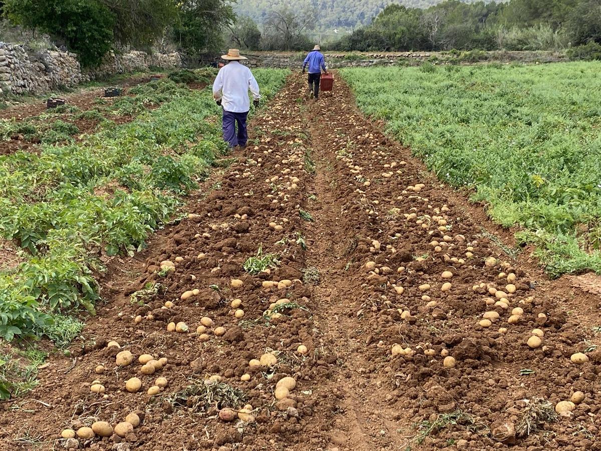 Galería: Así ha sido la presentación de la campaña de la 'patata vermella eivissenca' en Es Figueral Galería: Así ha sido la presentación de la campaña de la 'patata vermella eivissenca' en Es Figueral