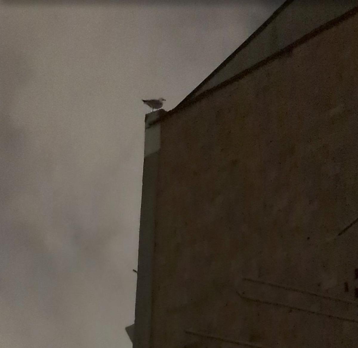 Mal presagio: una gaviota, colocada en el lugar en el que suele estar vigilando cuando anida en esta zonaiempre está el ave cuando anida en esta zona, lo que sugiere que este año se repetirá el problema.