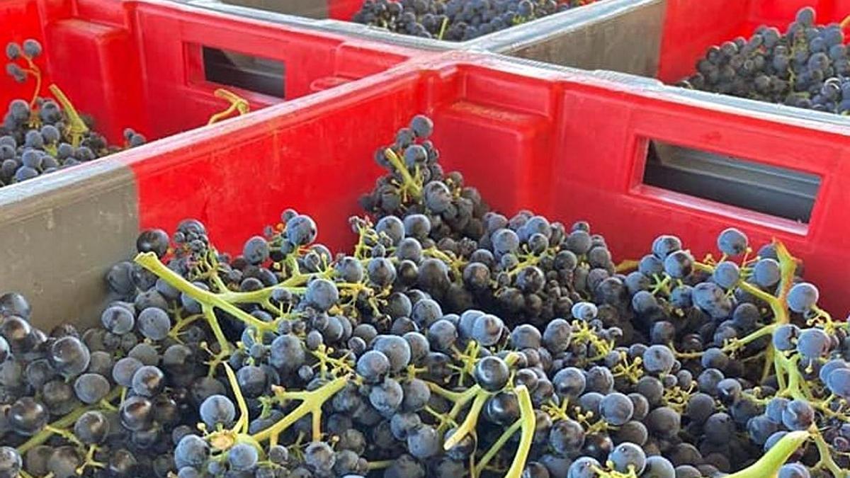 La DO Toro ya ha recolectado más de 5,6 millones de kilos de uva en esta vendimia
