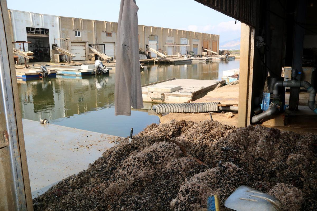 Producción de mejillón en el Delta del Ebro