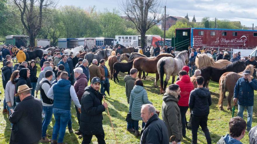 Cientos de criadores hacen gala de sus caballos en la tradicional Feira Cabalar de Pascua de Padrón