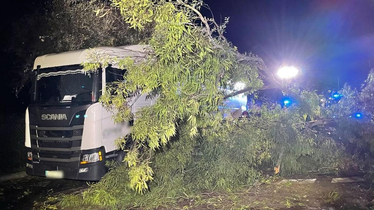 Los bomberos retiraron un árbol que cayó sobre un camión en les Alqueries