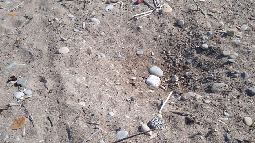 El hallazgo del nido en la playa de Burriana se ha producido mientras se realizaba un estudio de los galápagos europeos que habitan acequias cercanas al mar y han avistado un hoyo removido con varios huevos abiertos.