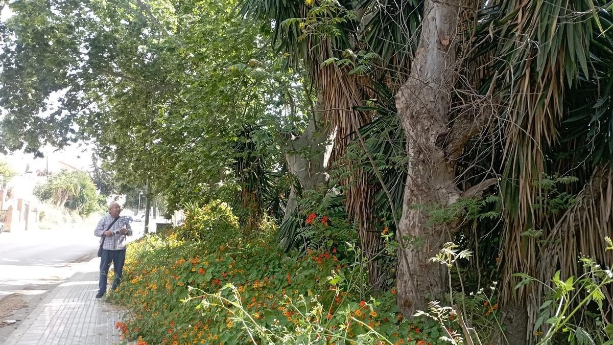 Denuncian falta de desbroce y árboles caídos en este tramo del Camino del Colmenar, frente a Monte Dorado.