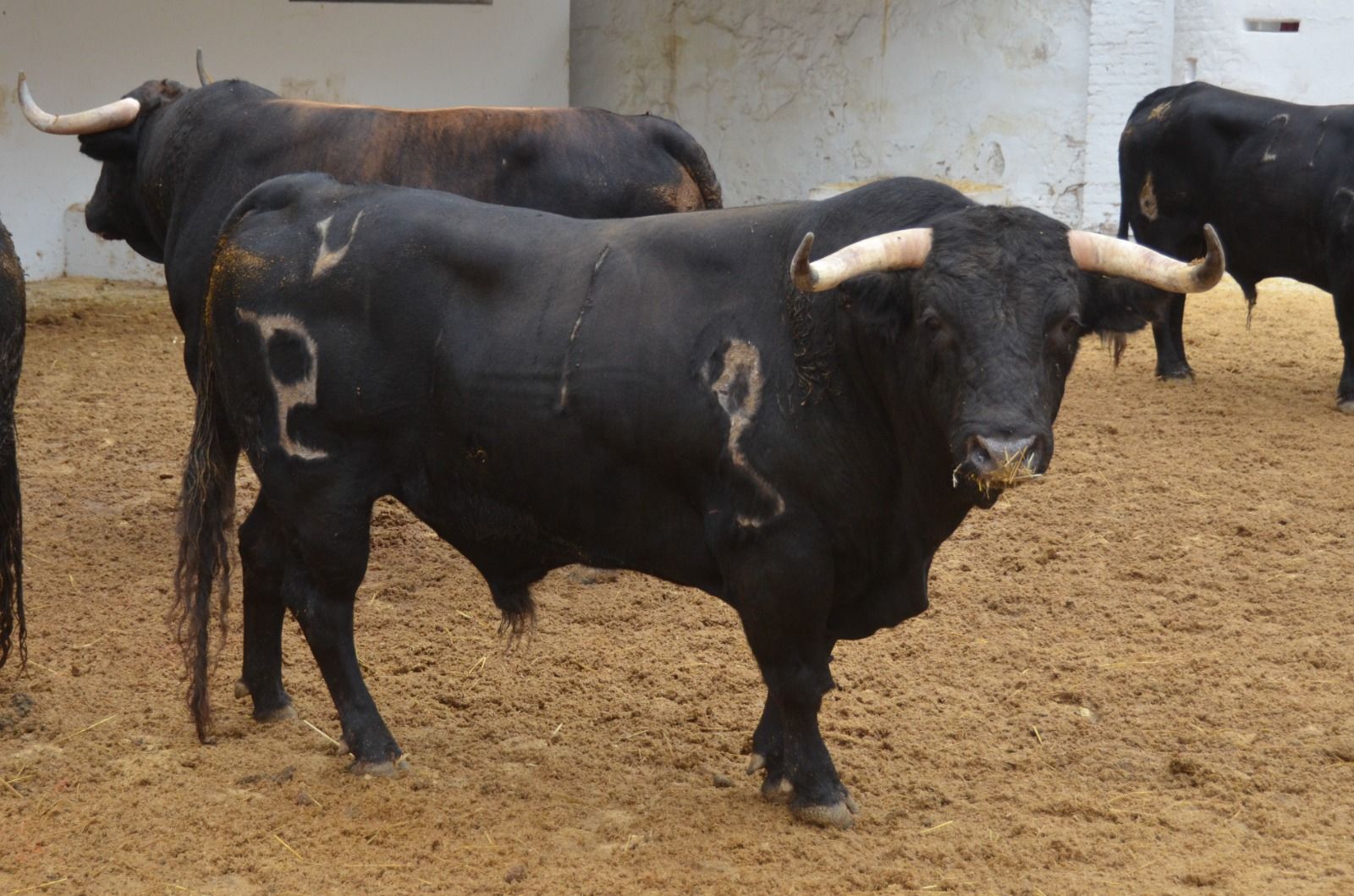 Los toros de la Corrida Concurso de ganaderías en València