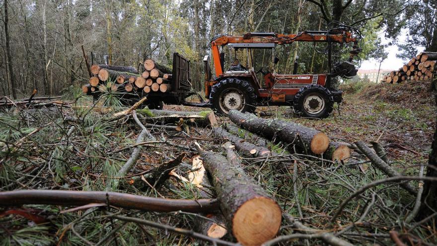 Menos de la mitad del monte gallego reúne condiciones favorables para aprovechar su madera