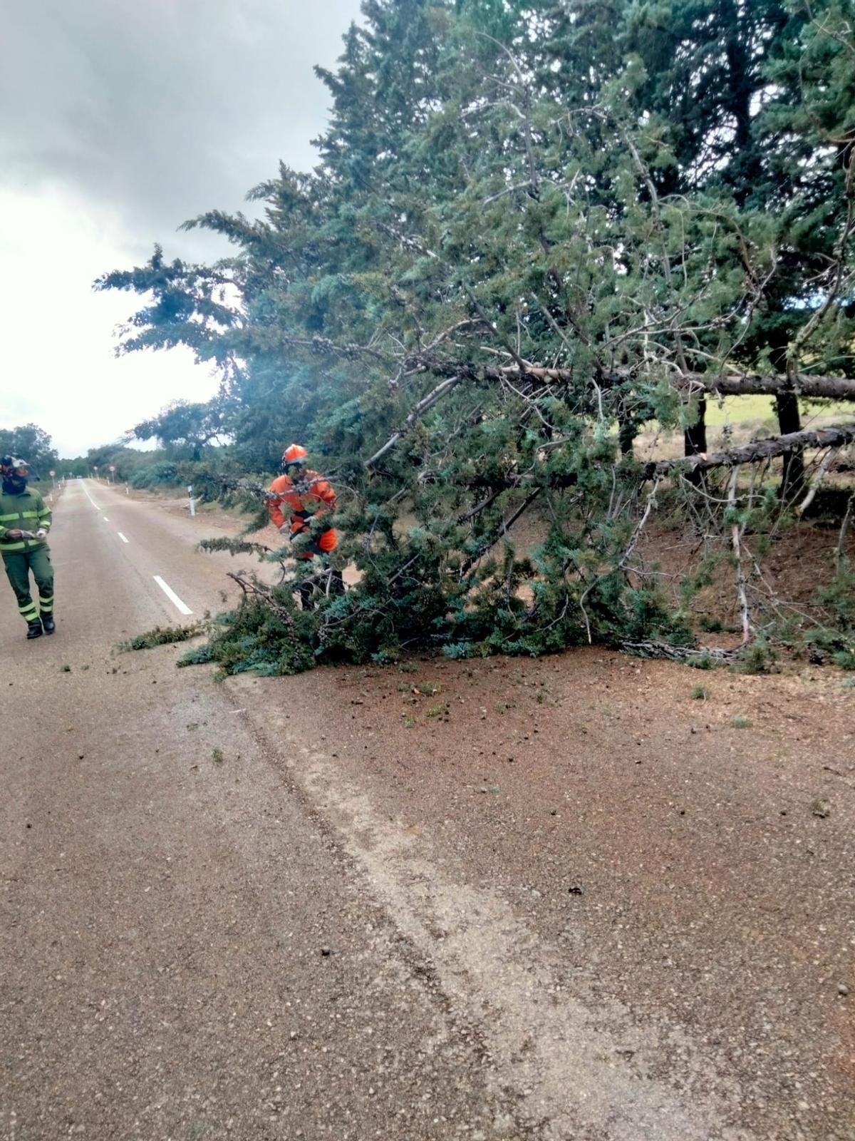 Restos de arbolado sobre una carretera.