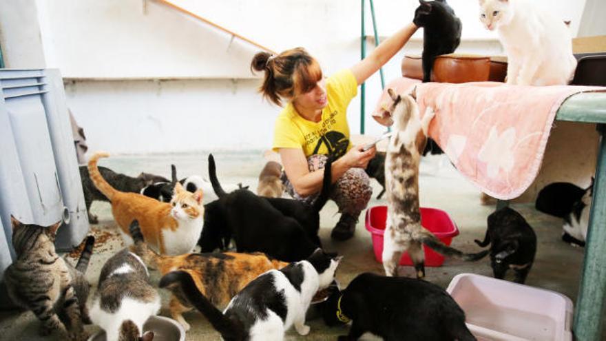 'Proyecto Gato': Maullidos de auxilio para un nuevo refugio