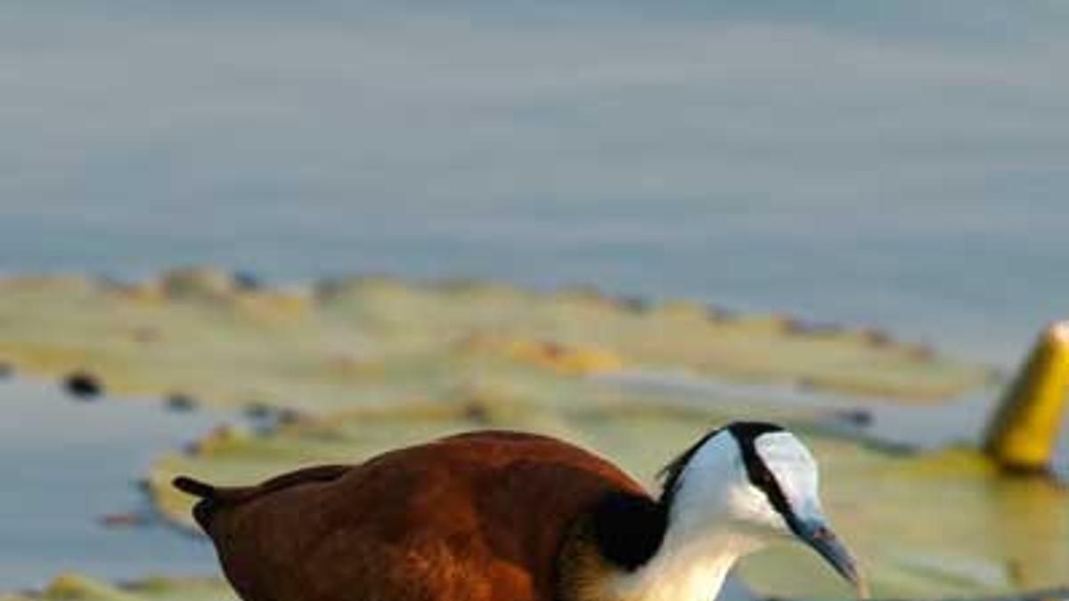 jacana africana