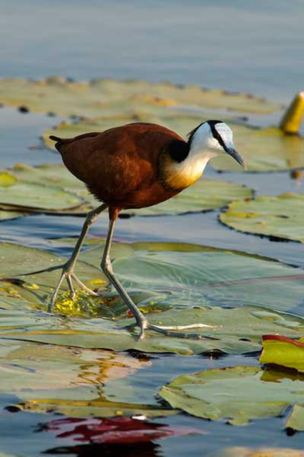 jacana africana