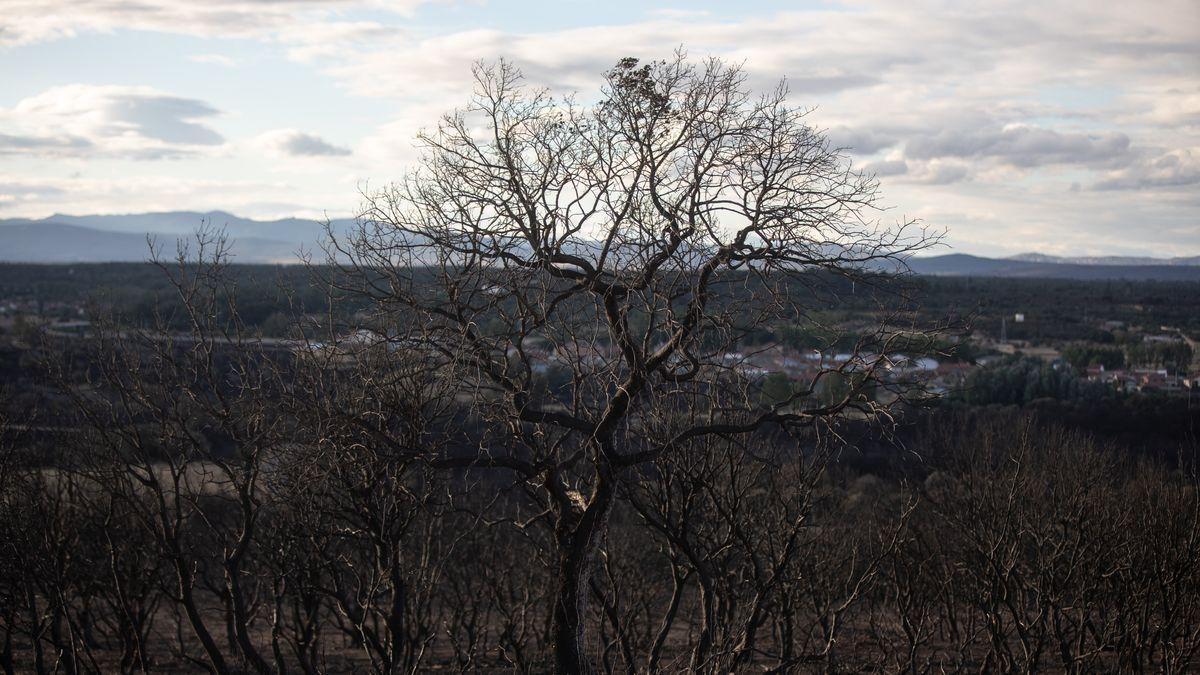 Un árbol quemado en el incendio de La Culebra