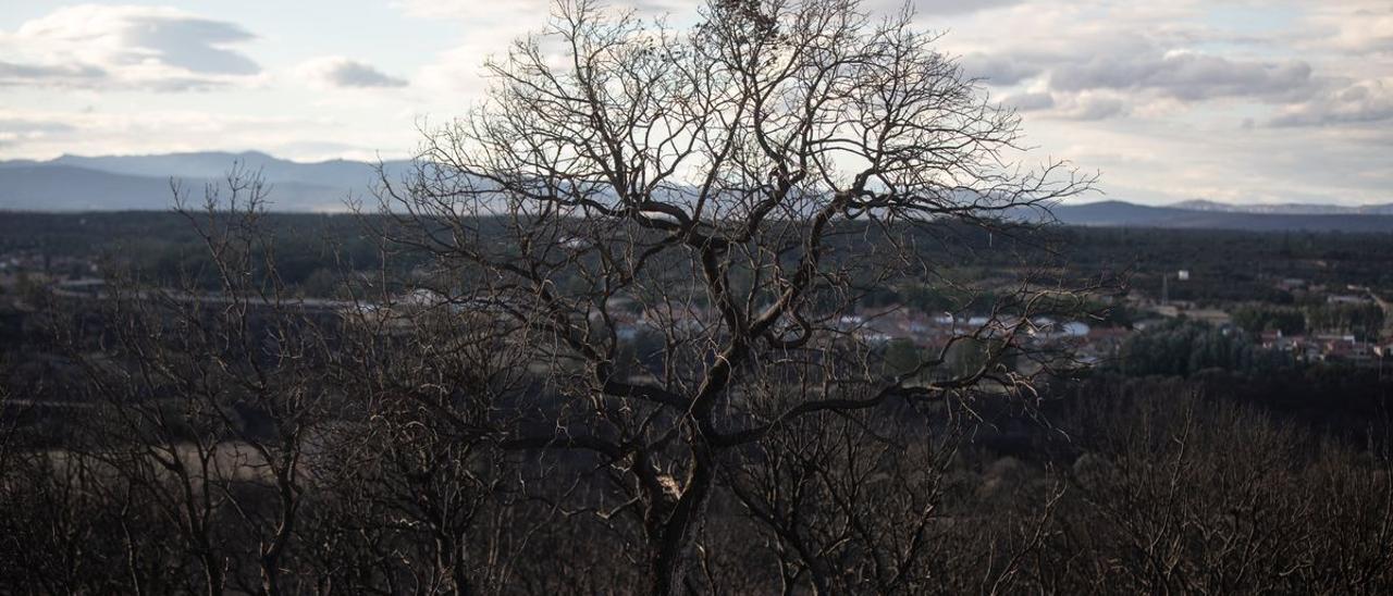 Un árbol quemado en el incendio de La Culebra