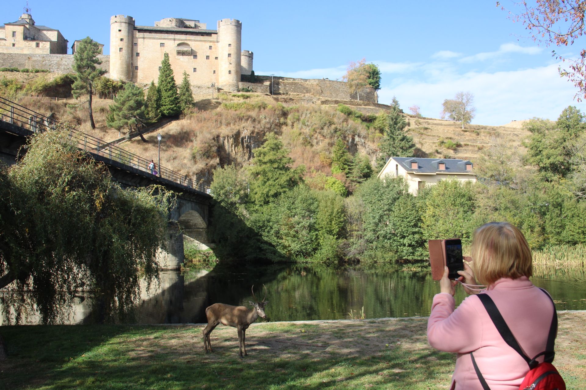 GALERÍA | Rescate de un ciervo enfermo en Puebla