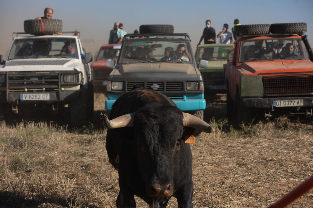 GALERIA | Encierro campero en Manganeses de la Lampreana