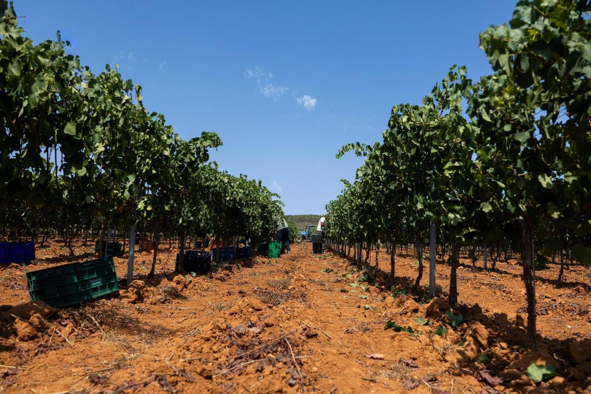 El vino de Ibiza está de enhorabuena esta añada: hasta 80.000 botellas en algunas bodegas
