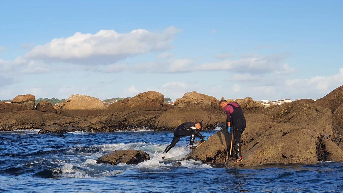 Bateeiros recogiendo mejilla en las rocas de la costa atlántica.
