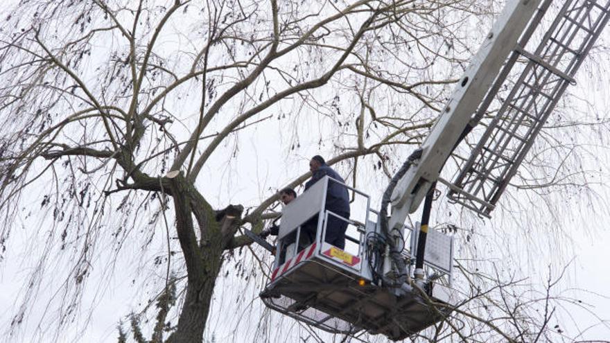 Dos bomberos cortan ramas de un árbol del IES León Felipe ante la inminente llegada del temporal.