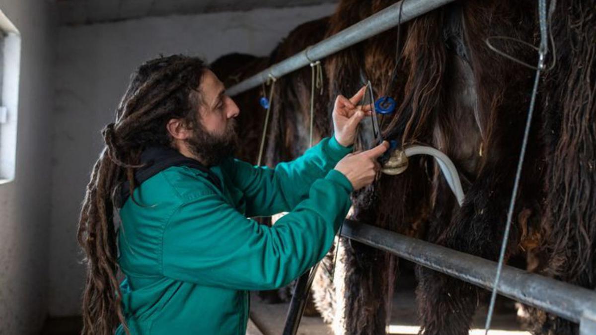 Ordeño de las burras. | E. F.