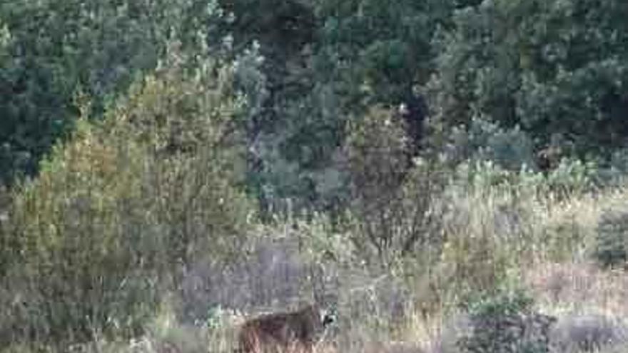 Imagen del lince durante su estancia en Zamora .