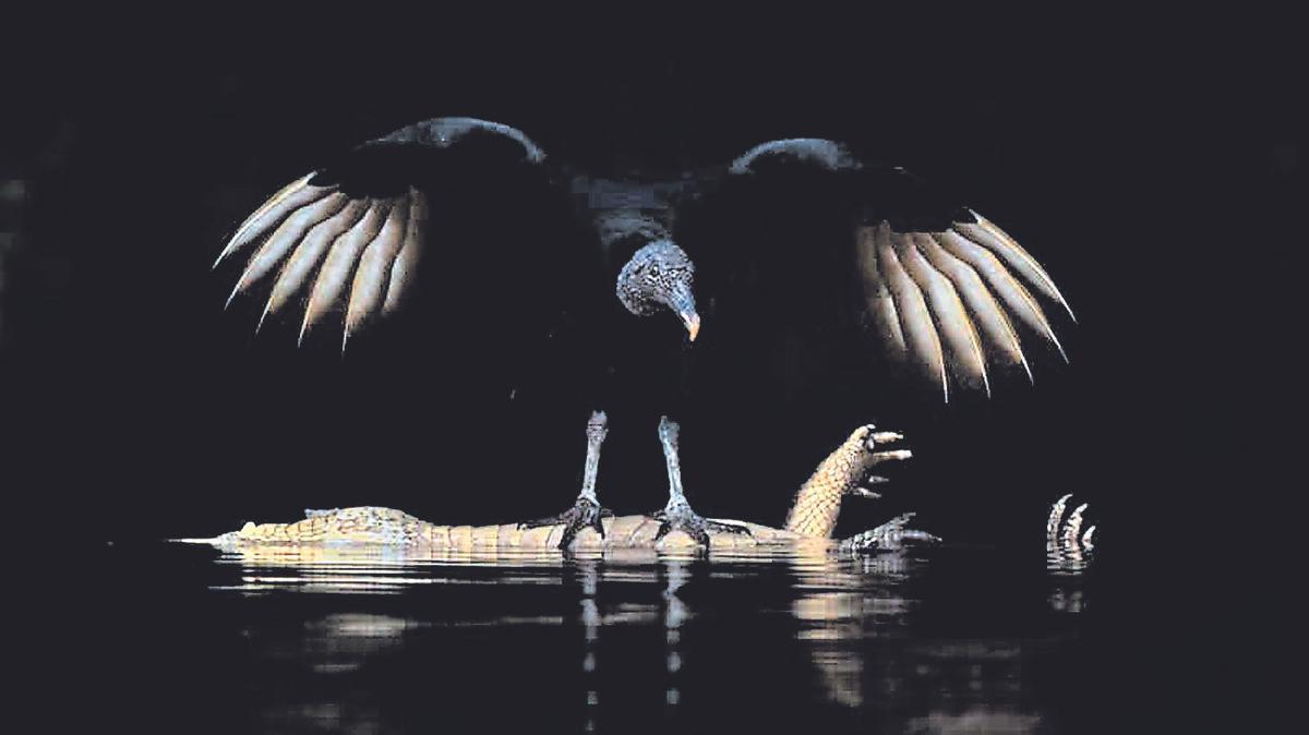 Angel of death