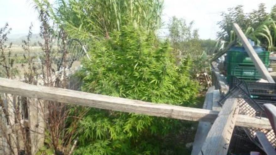 La Policía Local se incauta  de 35 plantas de marihuana