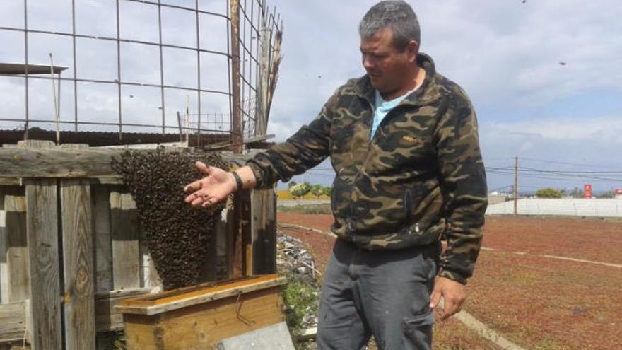 La miel La abeja del guanche logra el primer premio ecológico en Italia