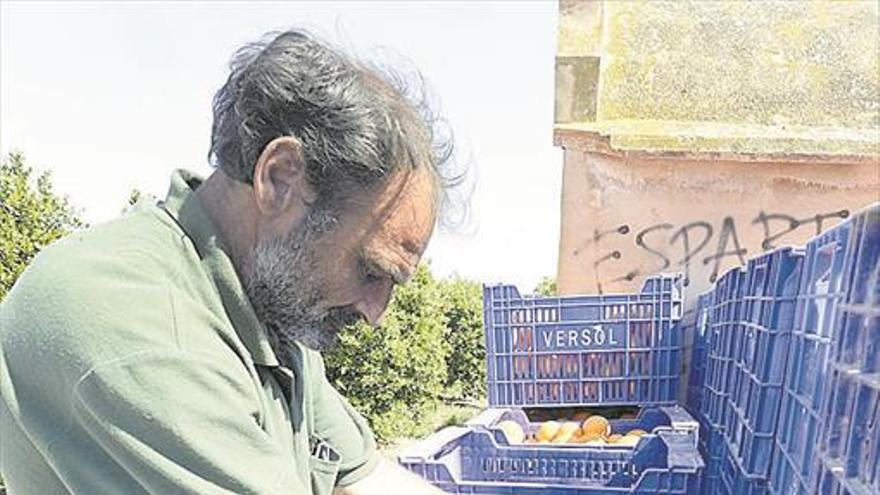 La campaña de la naranja trae mejores precios al agricultor