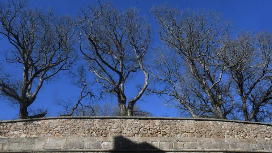 El Concello aislará los olmos sanos de los que tienen grafiosis en el jardín de San Carlos