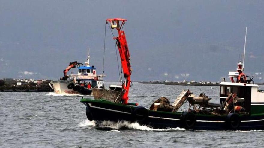 Barcos bateeiros en la ría de Arousa. // Iñaki Abella