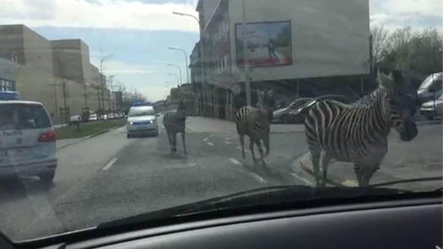 Tres cebras escapan en Bruselas y originan un gran desconcierto en la ciudad