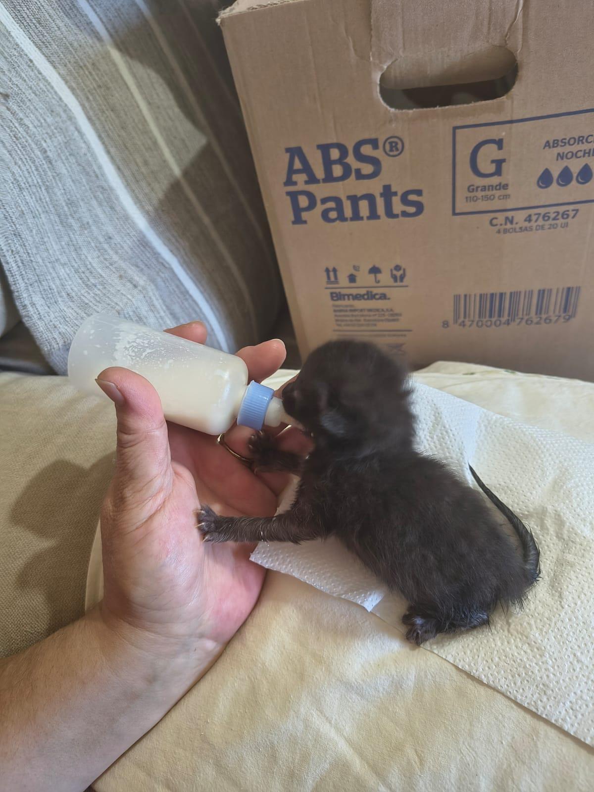 Durante los primeros días los mininos tomaban la leche a través d euna jeringa y ahora ya son capaces de alimentarse a través de un pequeño biberón.