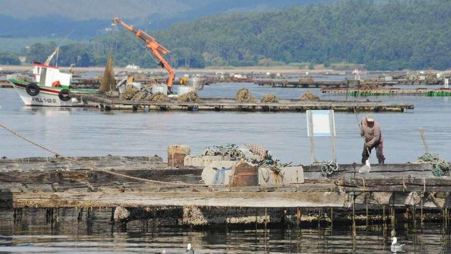 Un bateeiro trabaja sobre una de las instalaciones en un polígono de la ría de Arousa. // Iñaki Abella