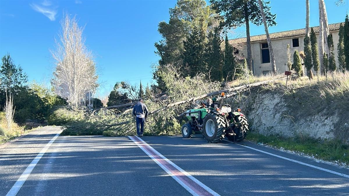 Un operario junto a los pinos talados caídos sobre la calzada de la carretera entre Albaida y el Palomar.