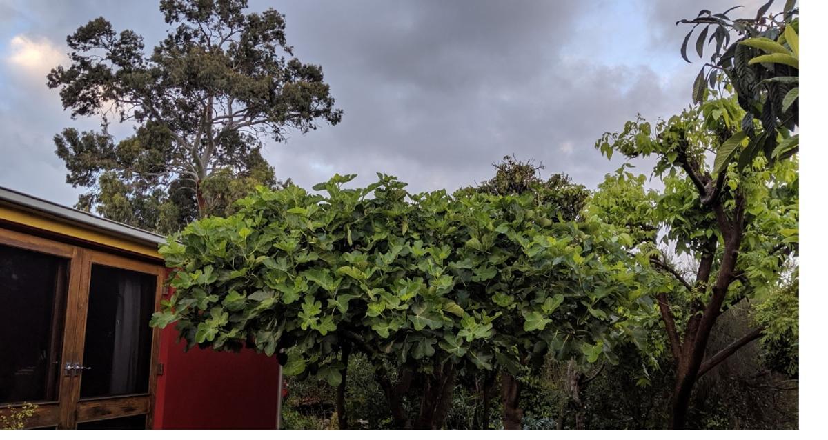 Higuera en el jardín de la vivienda de John Boland, en Adelaida