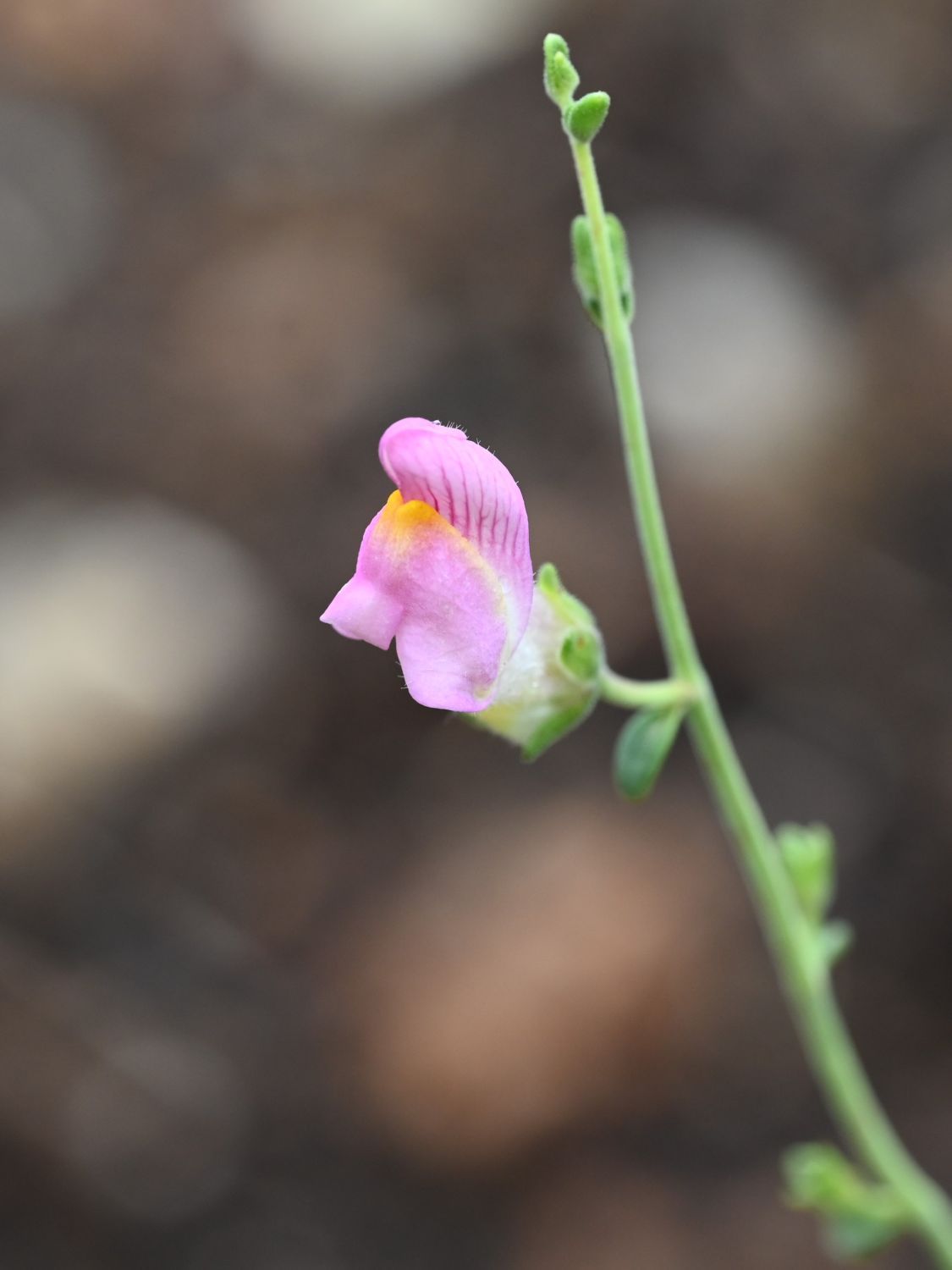 El dragoncillo de Cabo de Gata