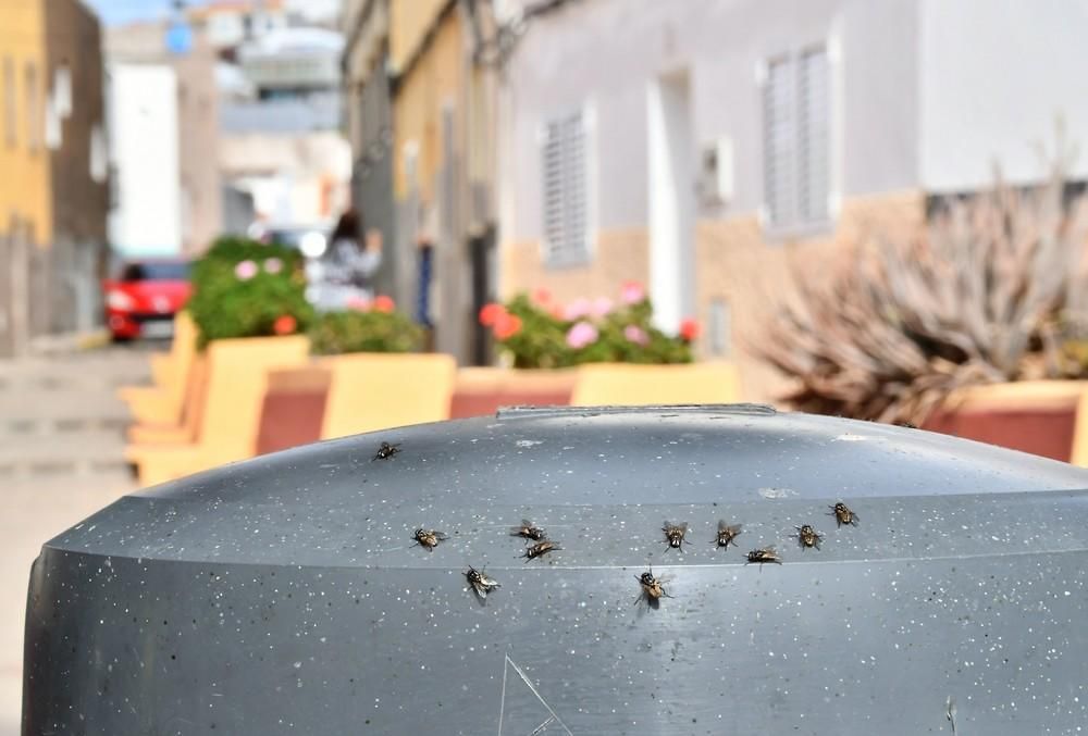 Plaga de moscas en la playa de Melenara.