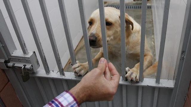 Animales ingresados en el centro zoosanitario de Málaga.
